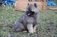 Du Royaume D'ebène - Eurasier - Portée née le 28/09/2018
