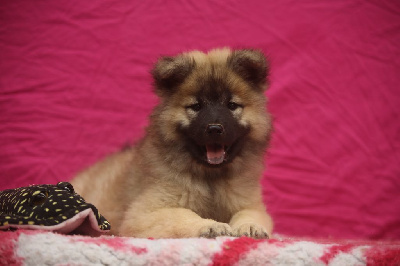 Les chiots de Eurasier