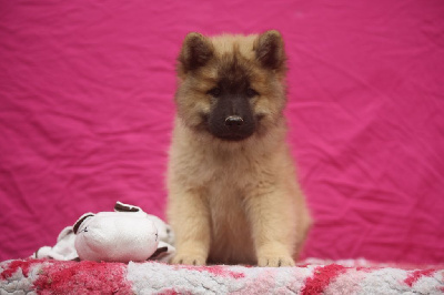 Les chiots de Eurasier