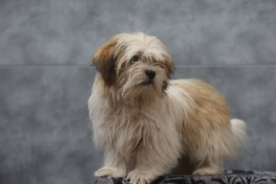 Les chiots de Lhassa Apso