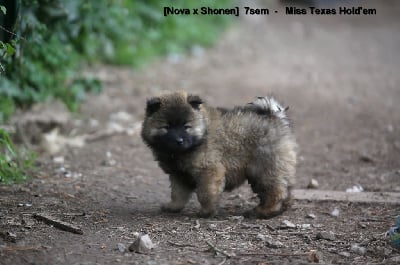 Les chiots de Eurasier