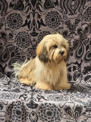 Les chiots de Lhassa Apso