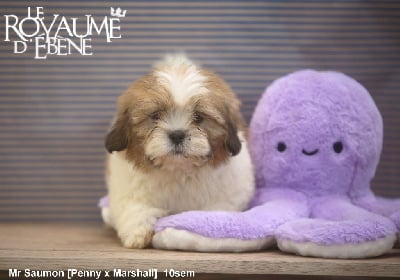 Les chiots de Lhassa Apso