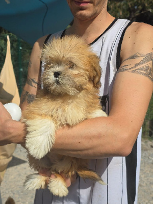 Les chiots de Lhassa Apso