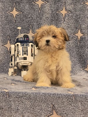 Les chiots de Lhassa Apso