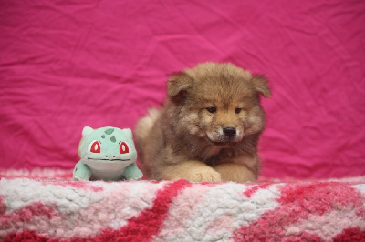 Les chiots de Eurasier