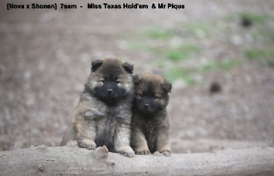 Les chiots de Eurasier