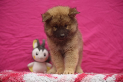 Les chiots de Eurasier