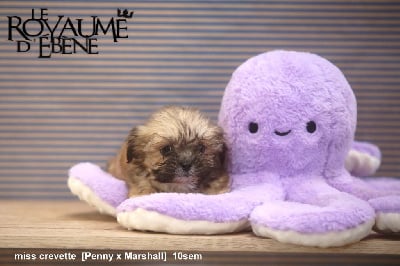 Les chiots de Lhassa Apso