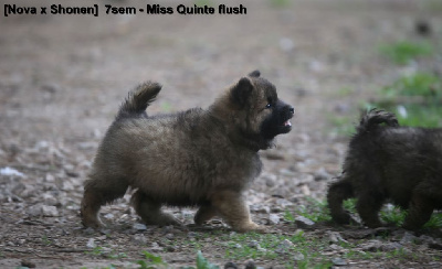 Les chiots de Eurasier
