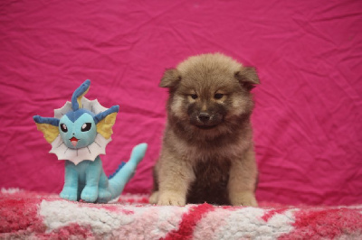 Les chiots de Eurasier