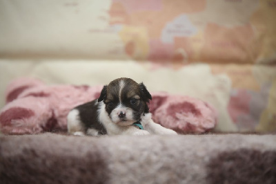 Les chiots de Lhassa Apso