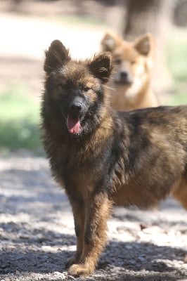 Les chiots de Eurasier