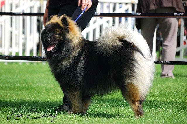 CH. Goliath fidziblack des Legendes de Retz - MEILLEUR JEUNE DU GROUPE 5, Meilleur Jeune de race,, 1er excellent