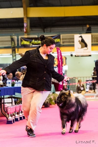 CH. Goliath fidziblack des Legendes de Retz - 1er Exc MEILLEUR JEUNE