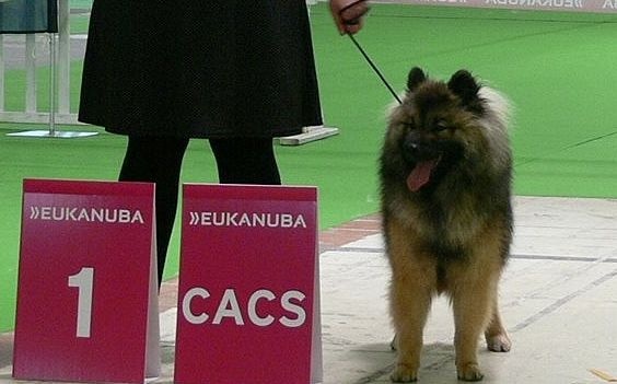 CH. Inaé am'goliath Du Royaume D'ebène - 1ère Excellent - RCACIB & CACS !!!