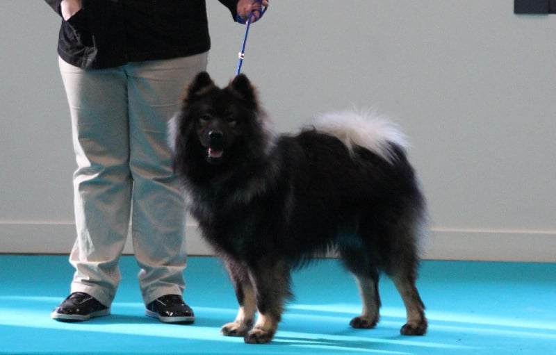 CH. Goliath fidziblack des Legendes de Retz - 3è EXCELLENT