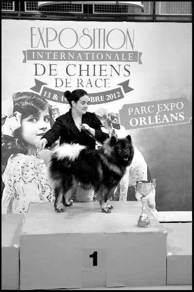 CH. Goliath fidziblack des Legendes de Retz - MEILLEUR JEUNE DU GROUPE 5 - meilleur jeune de race, 1er Excellent