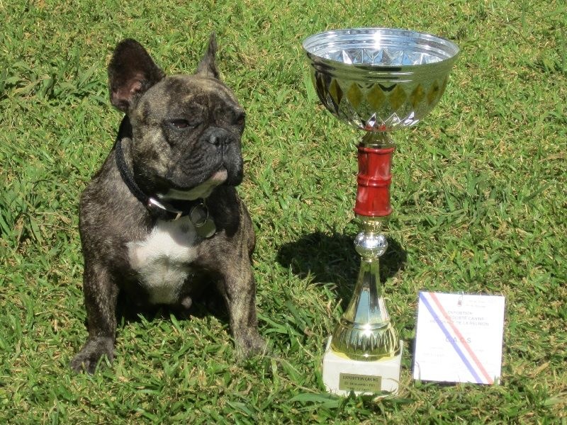 Eh-thane (Sans Affixe) - 1ère excellente , CACS classe ouverte femelle fau. bri