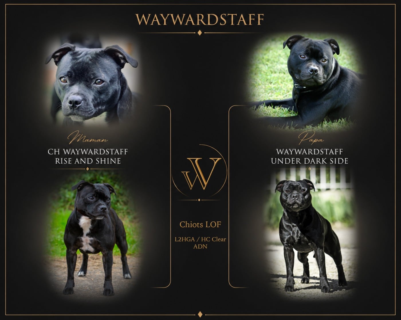 Staffordshire Bull Terrier - Waywardstaff