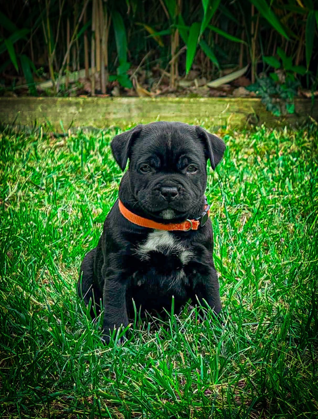 Male 2 collier Orange