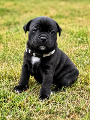 Les chiots de Staffordshire Bull Terrier