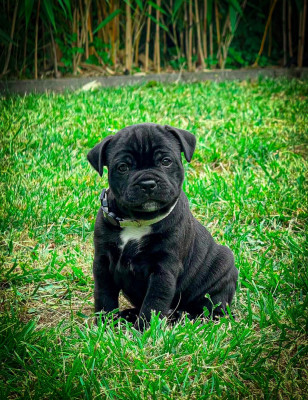 Les chiots de Staffordshire Bull Terrier