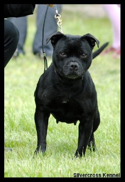 CH. Silver Cross Elvira dark profile - Classe ouverte : 2 éme exc / 19