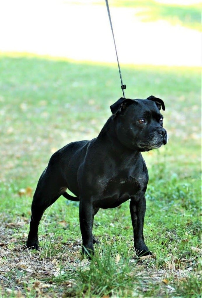 CH. Silver Cross Elvira dark profile - Vétéran Femelle : 1ere exc BEST VÉTÉRAN, BOS