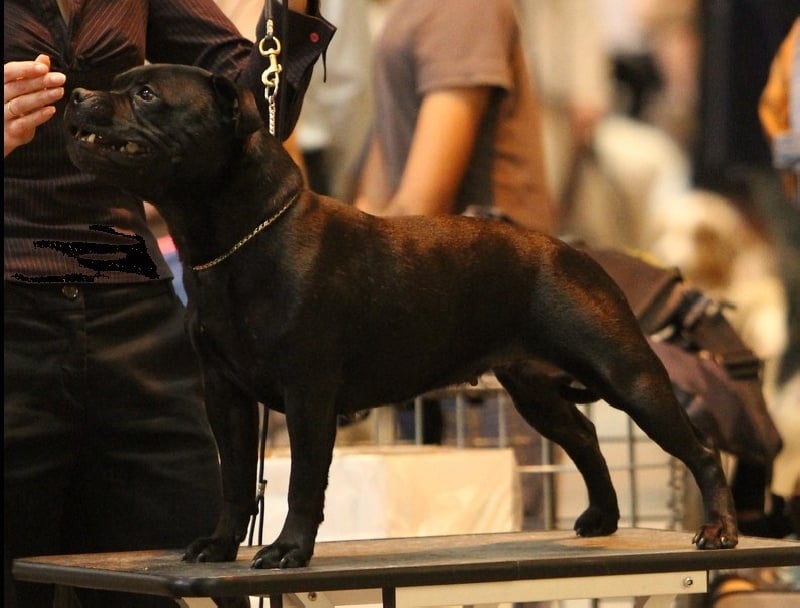 CH. Silver Cross Elvira dark profile - 3 éme exc CO sur 25 femelles