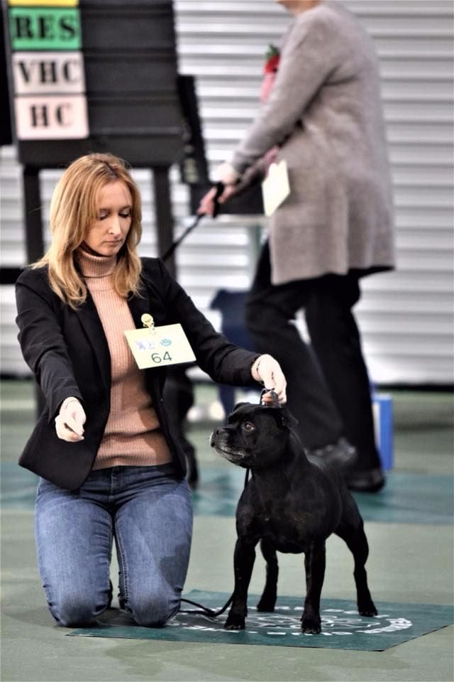 CH. Silver Cross Elvira dark profile - 3rd Veteran Bitch