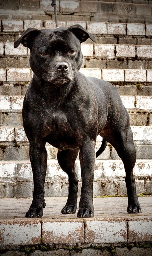 CH. samross Making dreams (import uk) - 1ere Exc Cacs + Cacib +Bos