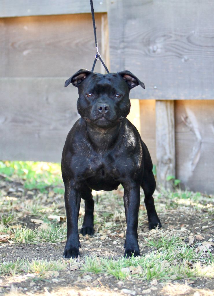 CH. samross Making dreams (import uk) - 2nd / RCACS