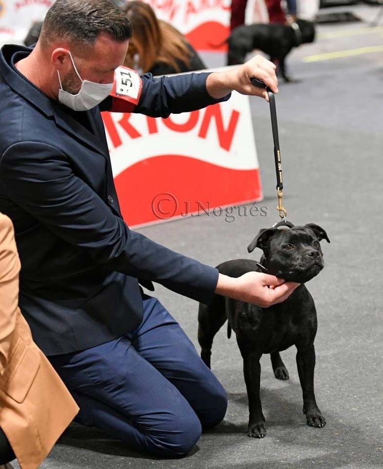 CH. samross Making dreams (import uk) - 2nd Limit