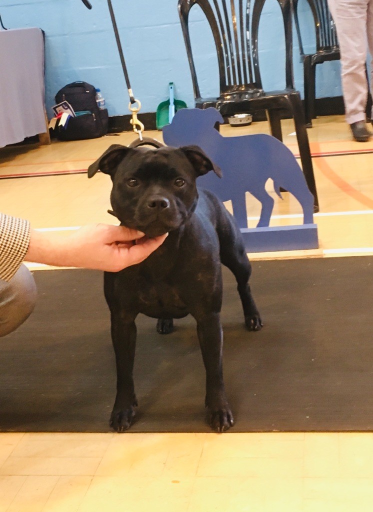 CH. samross Making dreams (import uk) - 2nd Limit bitch/15 - CRUFTS Qualified