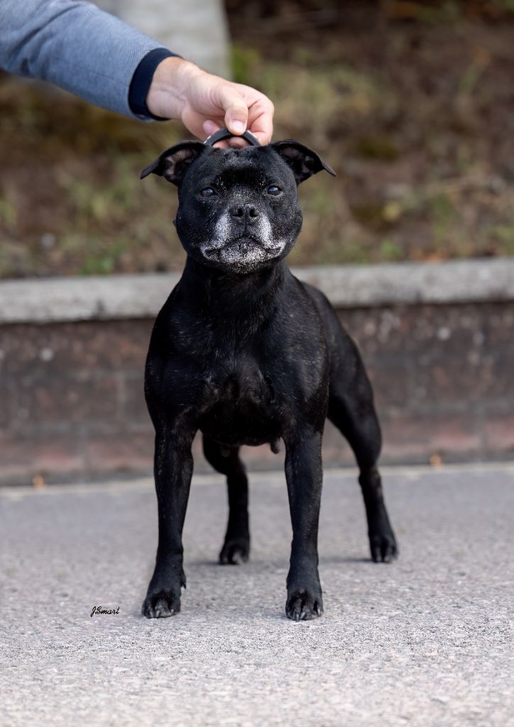 CH. samross Making dreams (import uk) - 1st Veteran Bitch