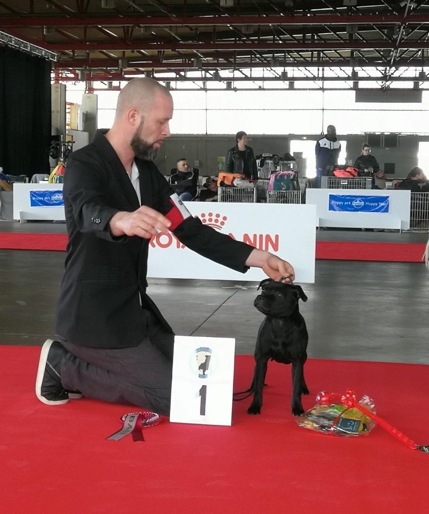 CH. samross Making dreams (import uk) - Classe Baby femelle : 1ère Très prometteur /11