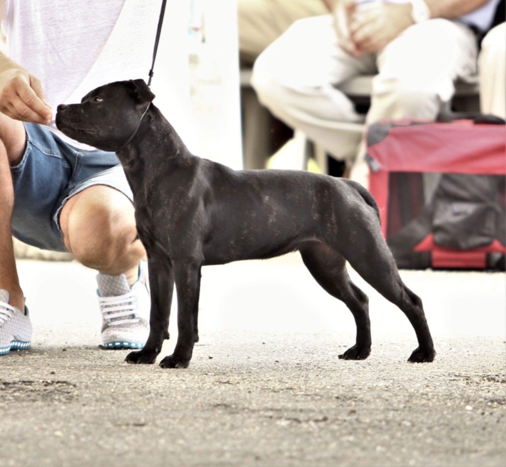 CH. samross Making dreams (import uk) - Puppy femelle : 1ère TP, BEST PUPPY, BOG, BIS 3