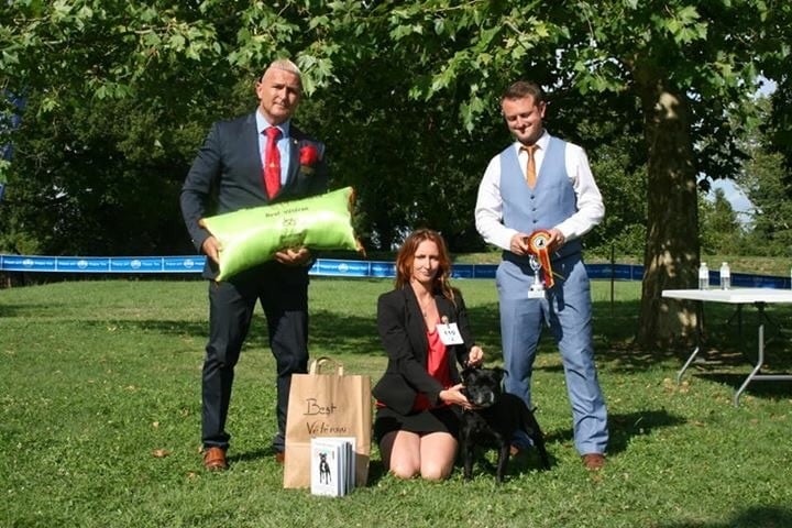 CH. Silver Cross Elvira dark profile - Classe Vétéran : 1ère Exc + BEST vétéran