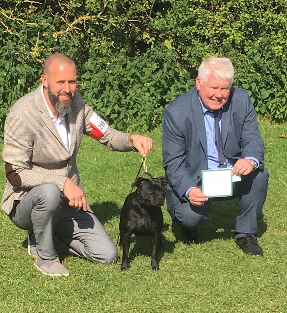 CH. samross Making dreams (import uk) - 1st Limit + RBCC - STUD-BOOK number