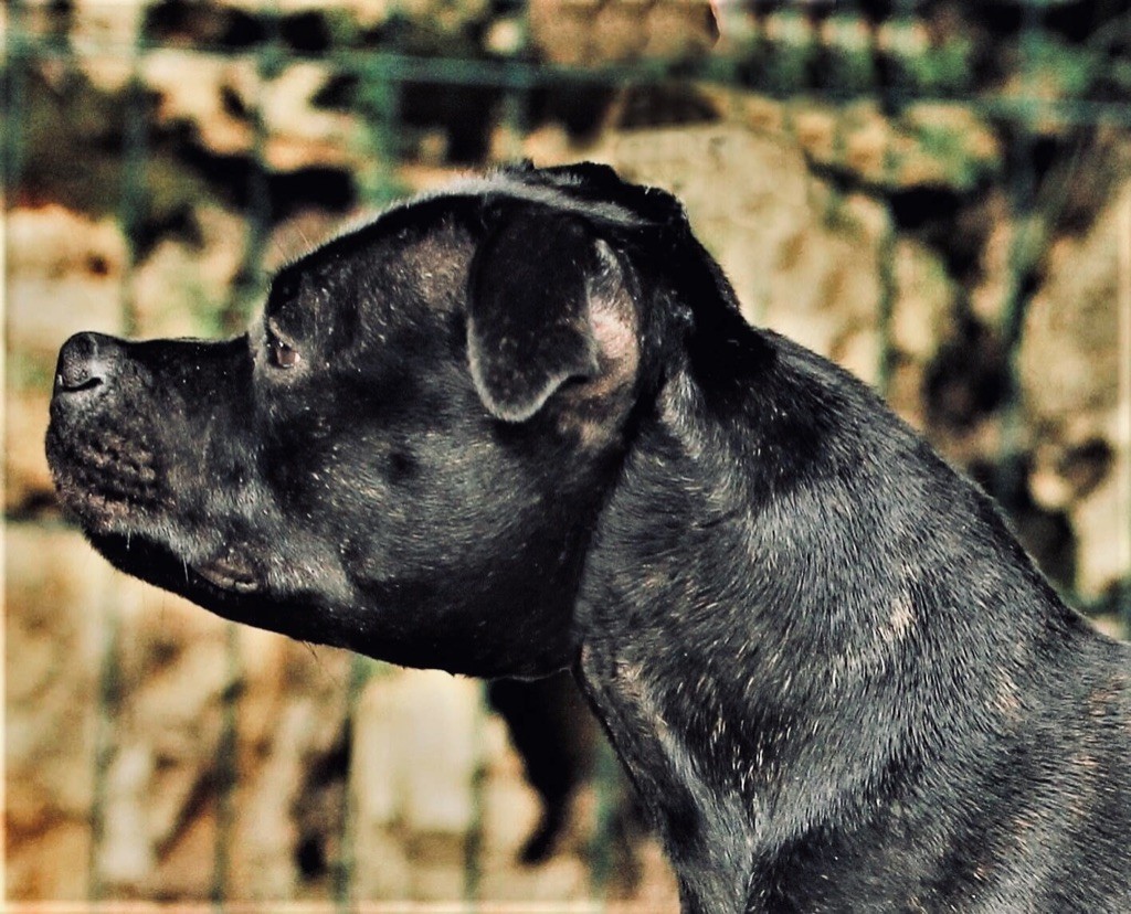 CH. samross Making dreams (import uk) - Classe inter: 2ème exc + RCACS