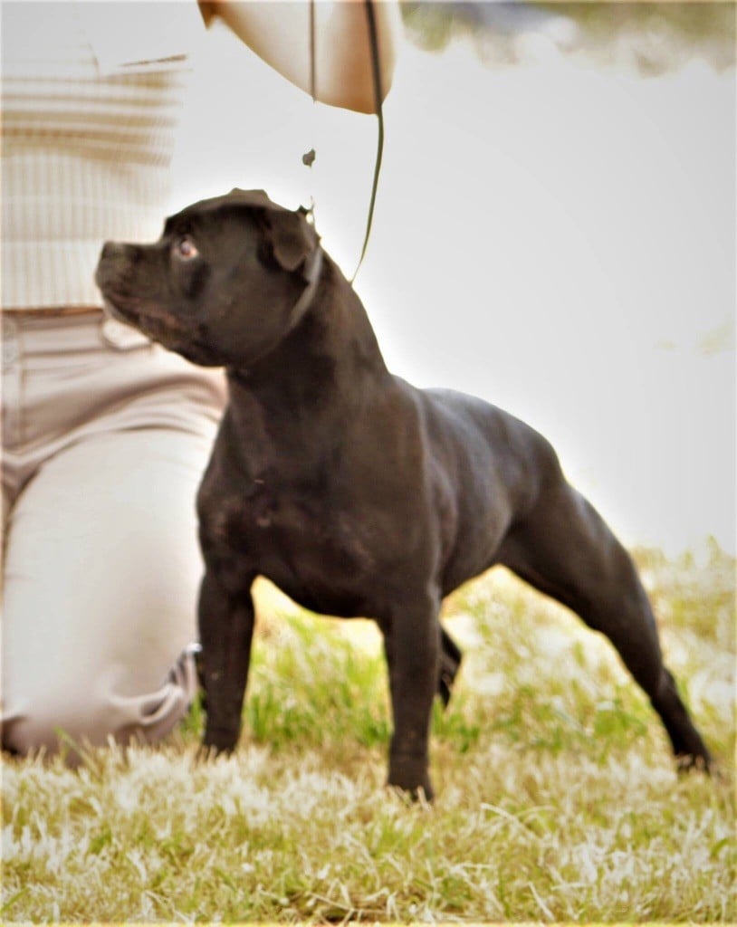 CH. Silver Cross Elvira dark profile - BEST VÉTÉRAN + BEST OPPOSITE SEX