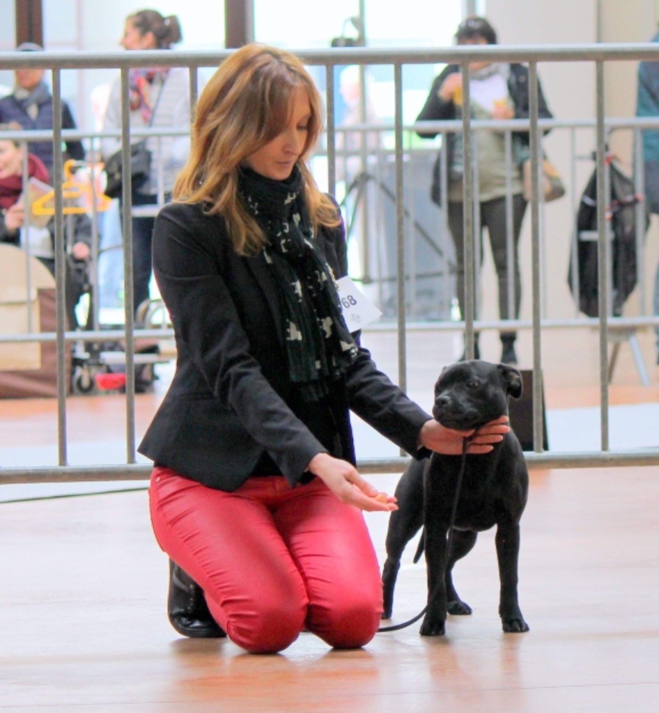 CH. samross Making dreams (import uk) - 1ère Très prometteur + BEST Baby