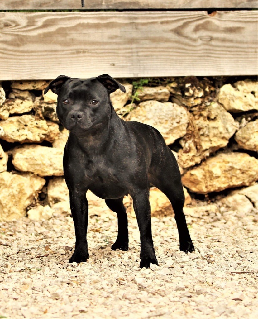 CH. samross Making dreams (import uk) - 2ème classe ouverte / RCACS / RCACIB