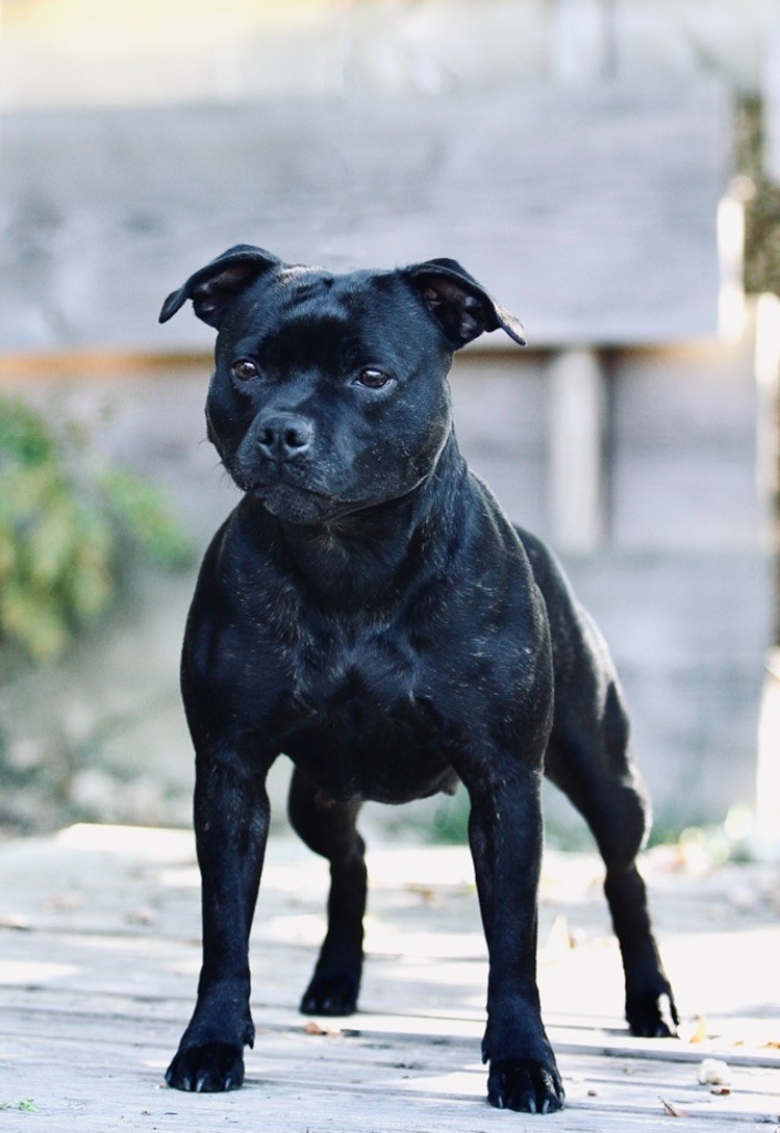 CH. samross Making dreams (import uk) - 3 Th Limit Bitch