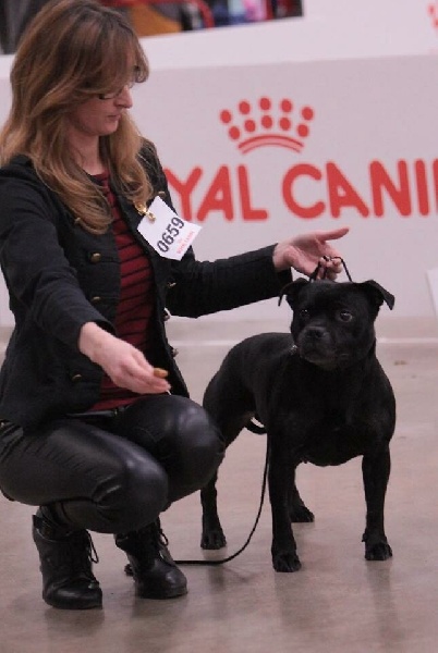 CH. Silver Cross Elvira dark profile - Classe ouverte 3ème exc /14