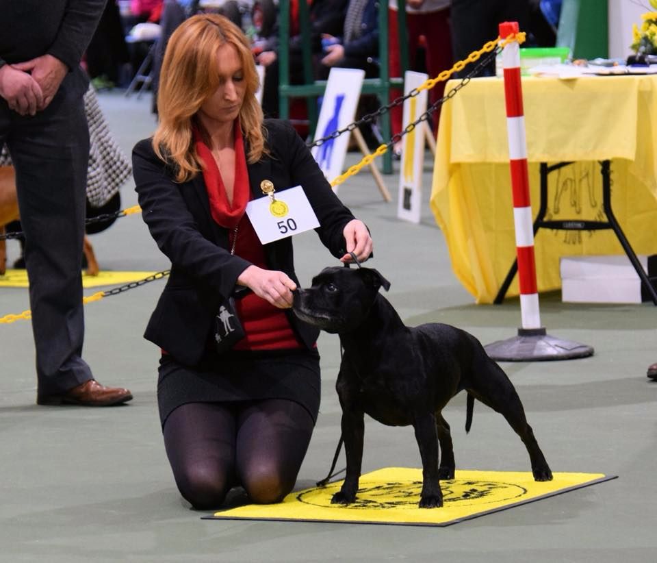 CH. Silver Cross Elvira dark profile - 2nd Veteran Bitch