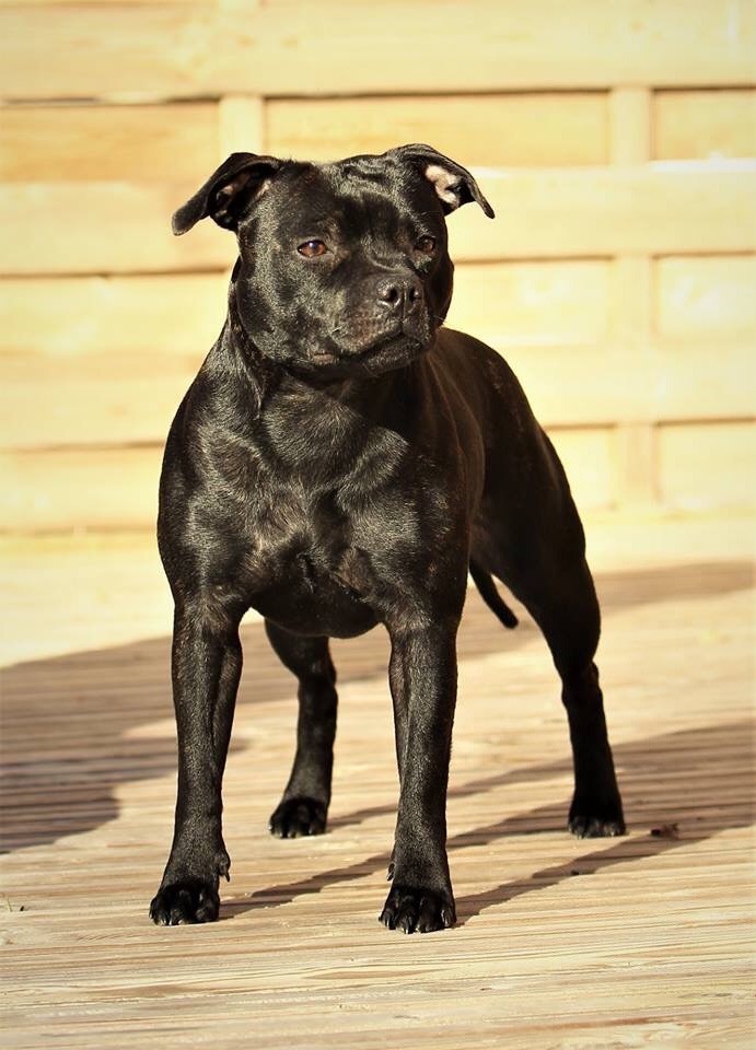 CH. samross Making dreams (import uk) - Classe inter : 2 eme excellent