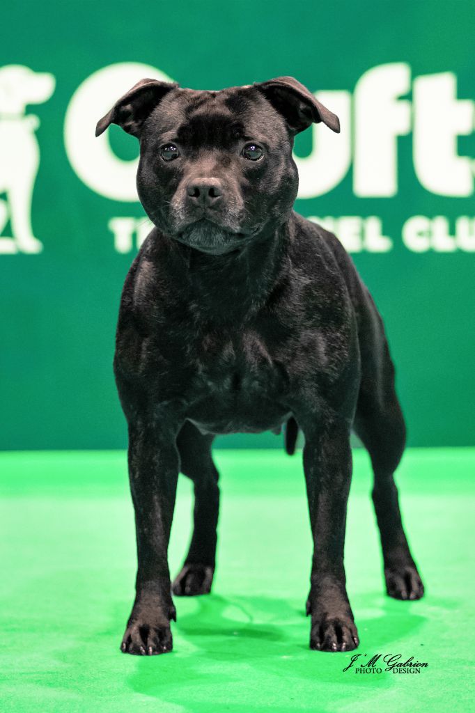 CH. samross Making dreams (import uk) - 4eme Réserve Limit Bitch