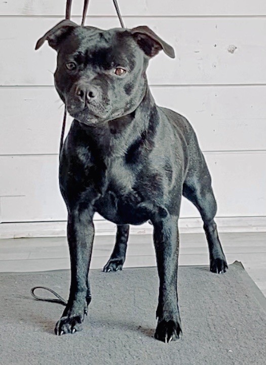 CH. samross Making dreams (import uk) - COF 4ème Exc